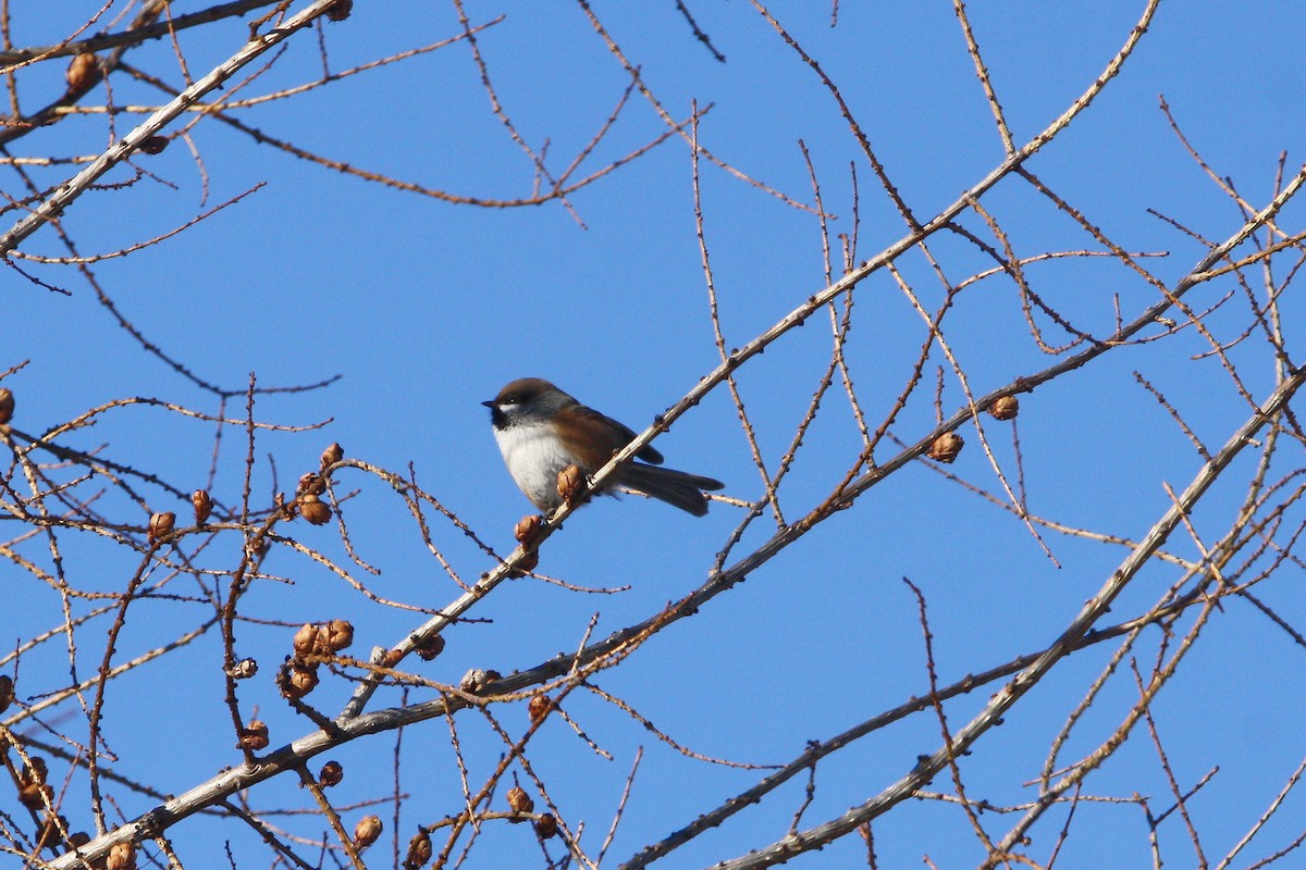 Boreal Chickadee - ML646718784