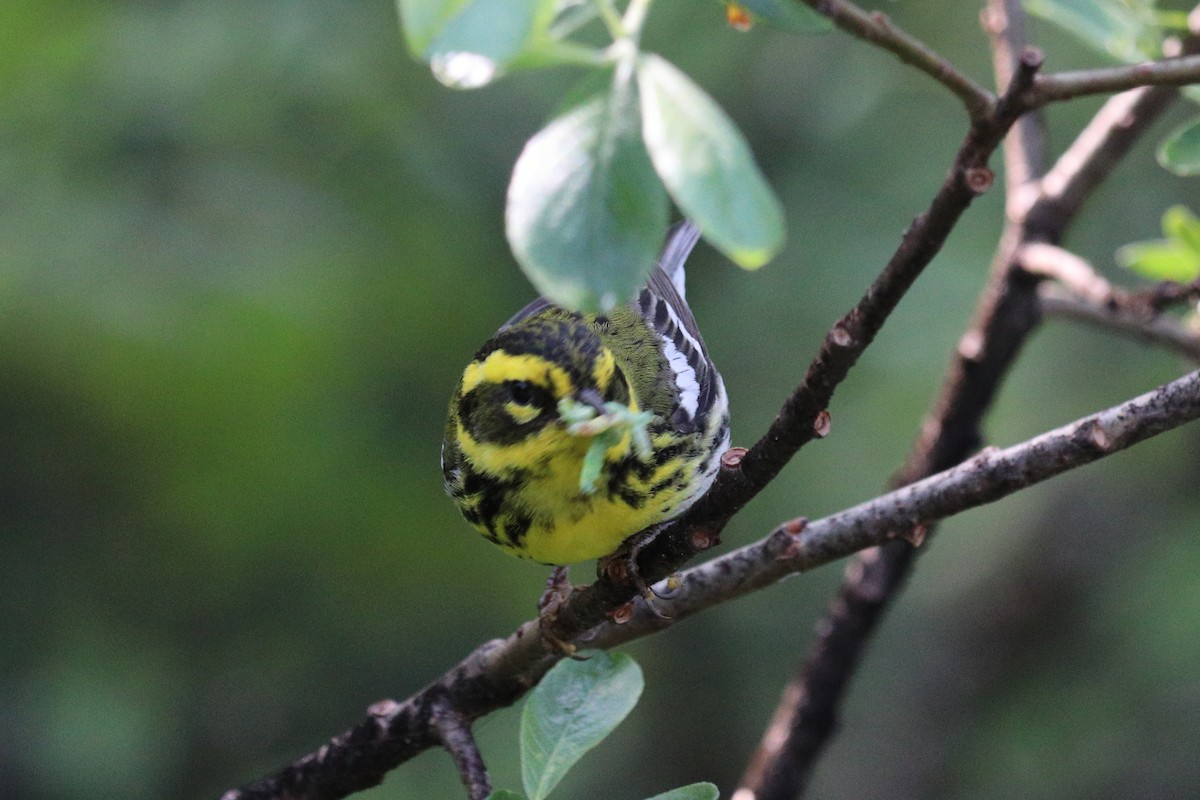 Townsend's Warbler - ML646718786
