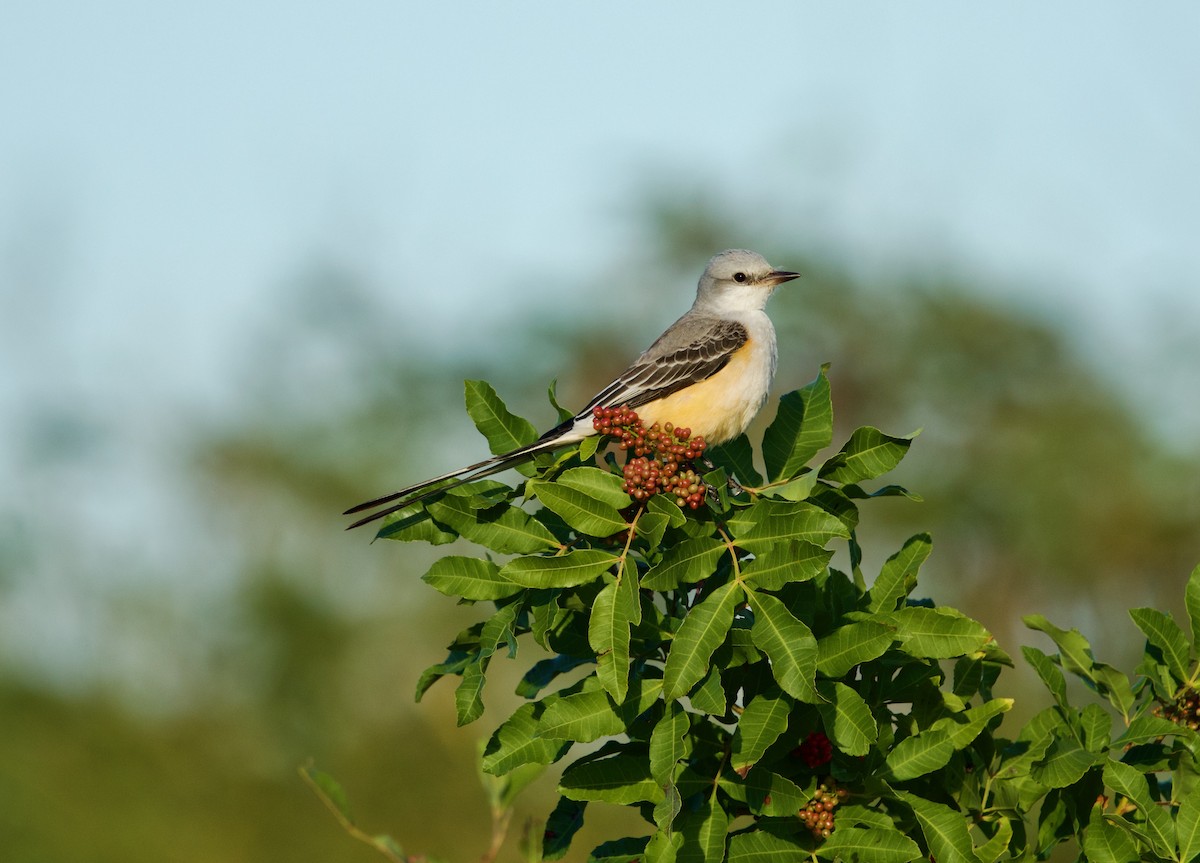 Scissor-tailed Flycatcher - ML646718788