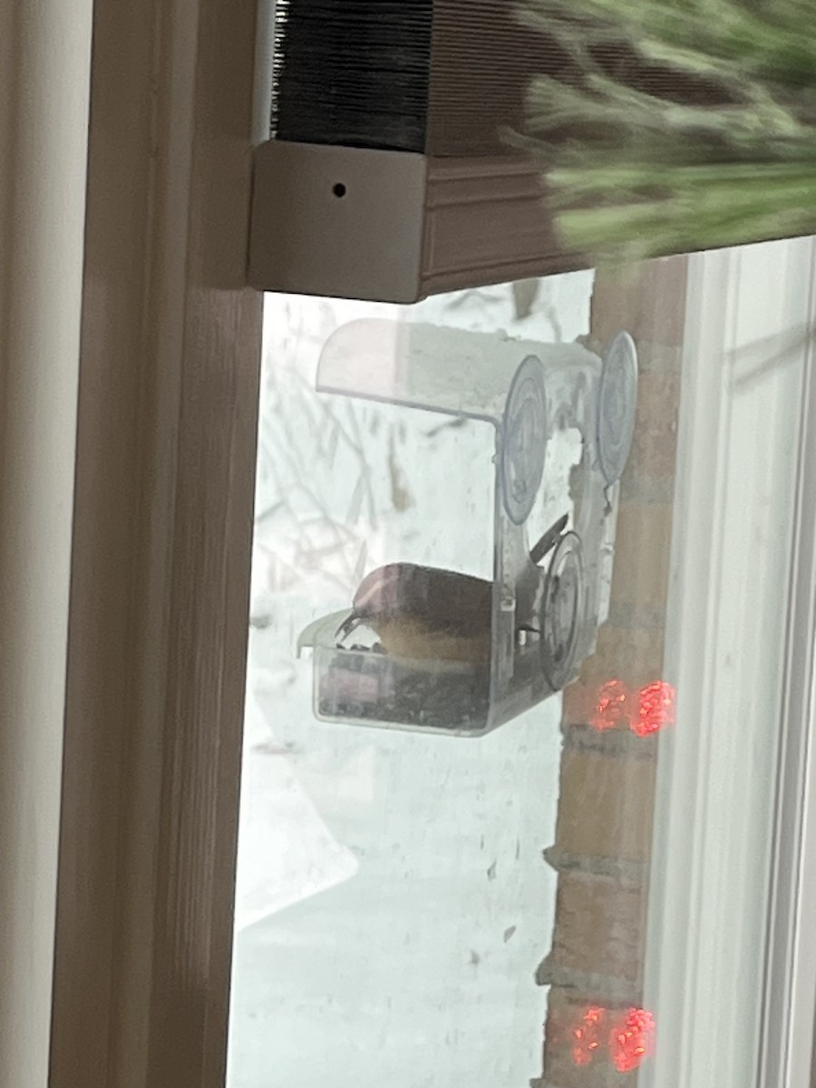 Carolina Wren - ML646718790