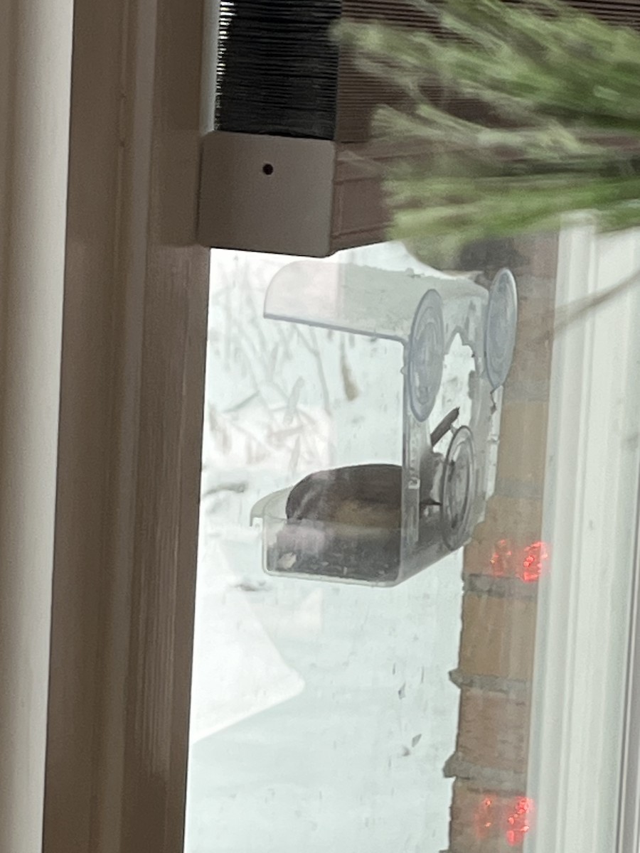 Carolina Wren - ML646718791