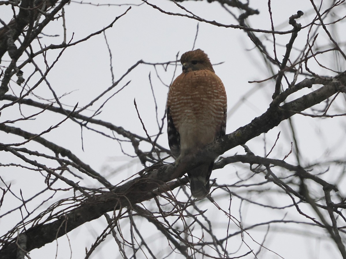 Red-shouldered Hawk - ML646718792