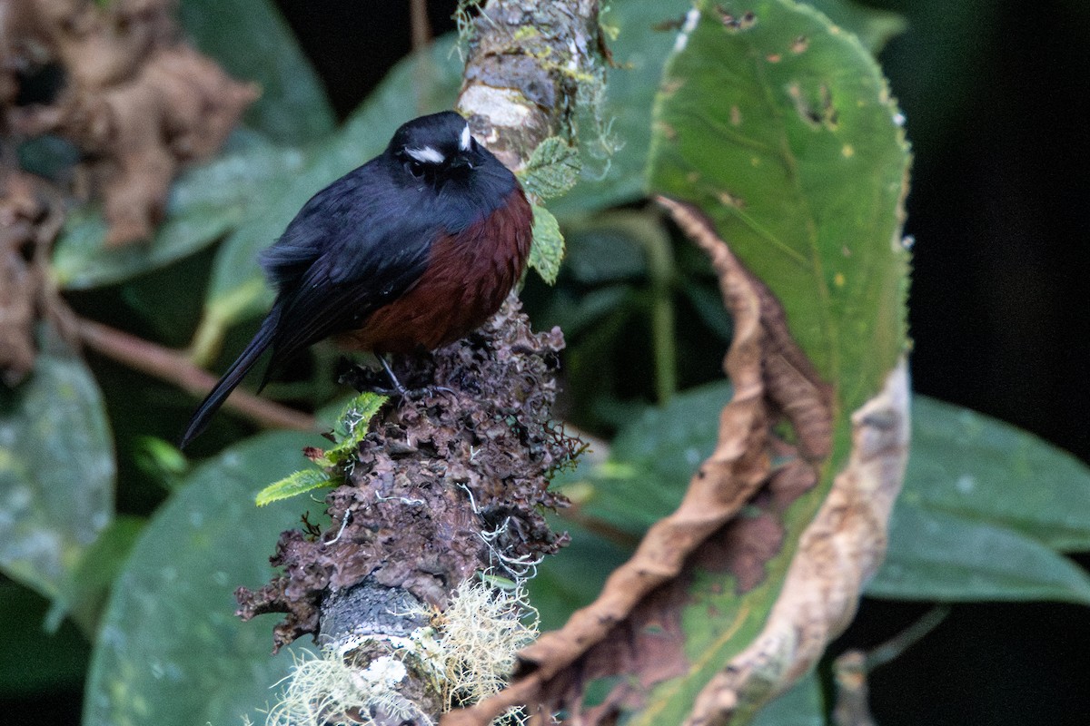 Chestnut-bellied Chat-Tyrant - ML646718795