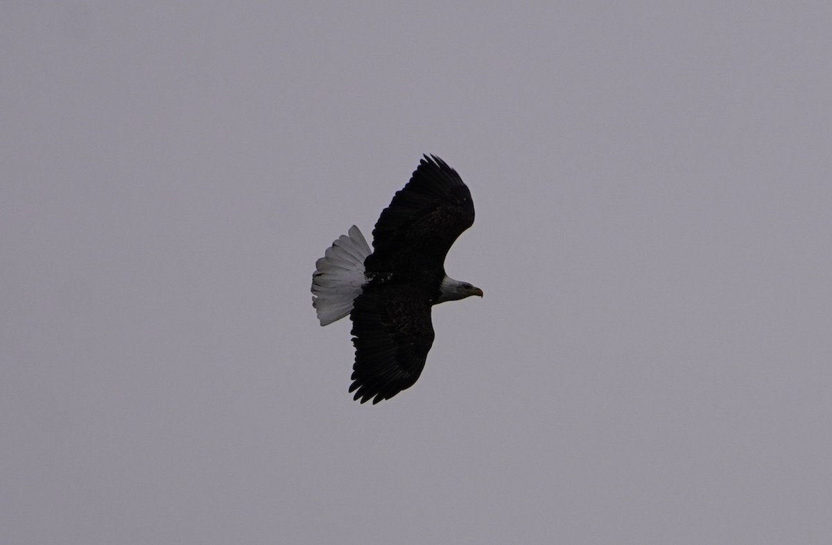 Bald Eagle - ML646718796