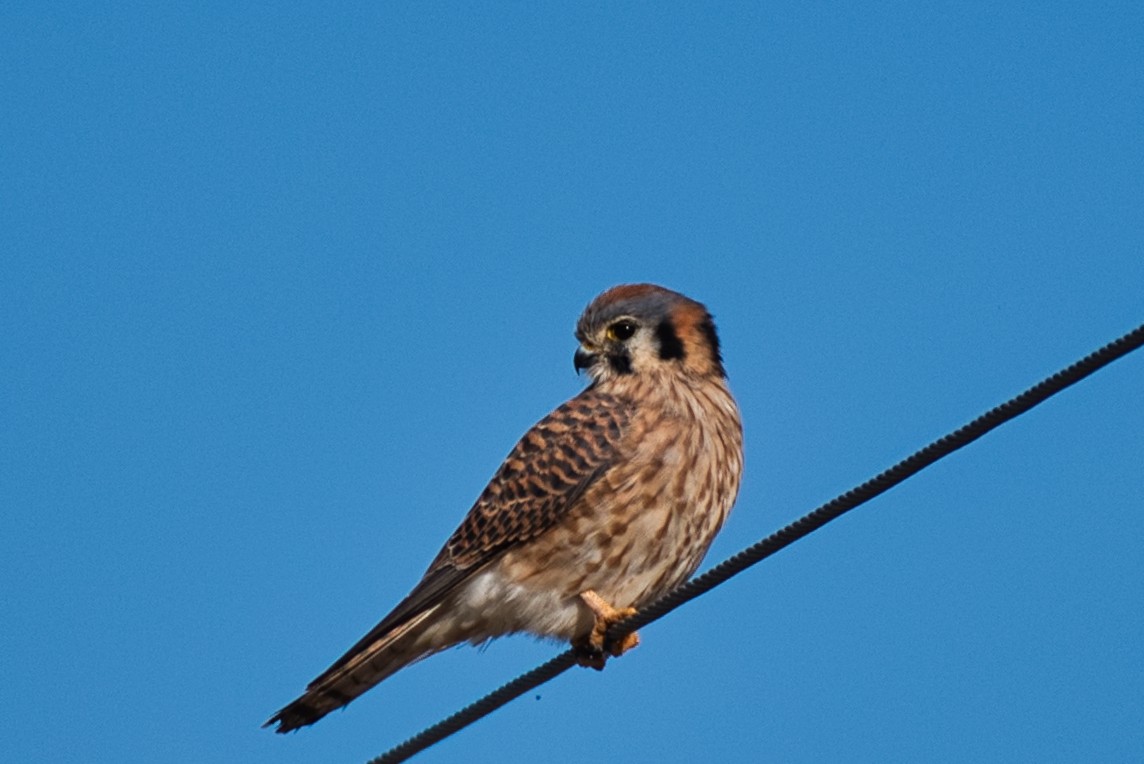 American Kestrel - ML646718797