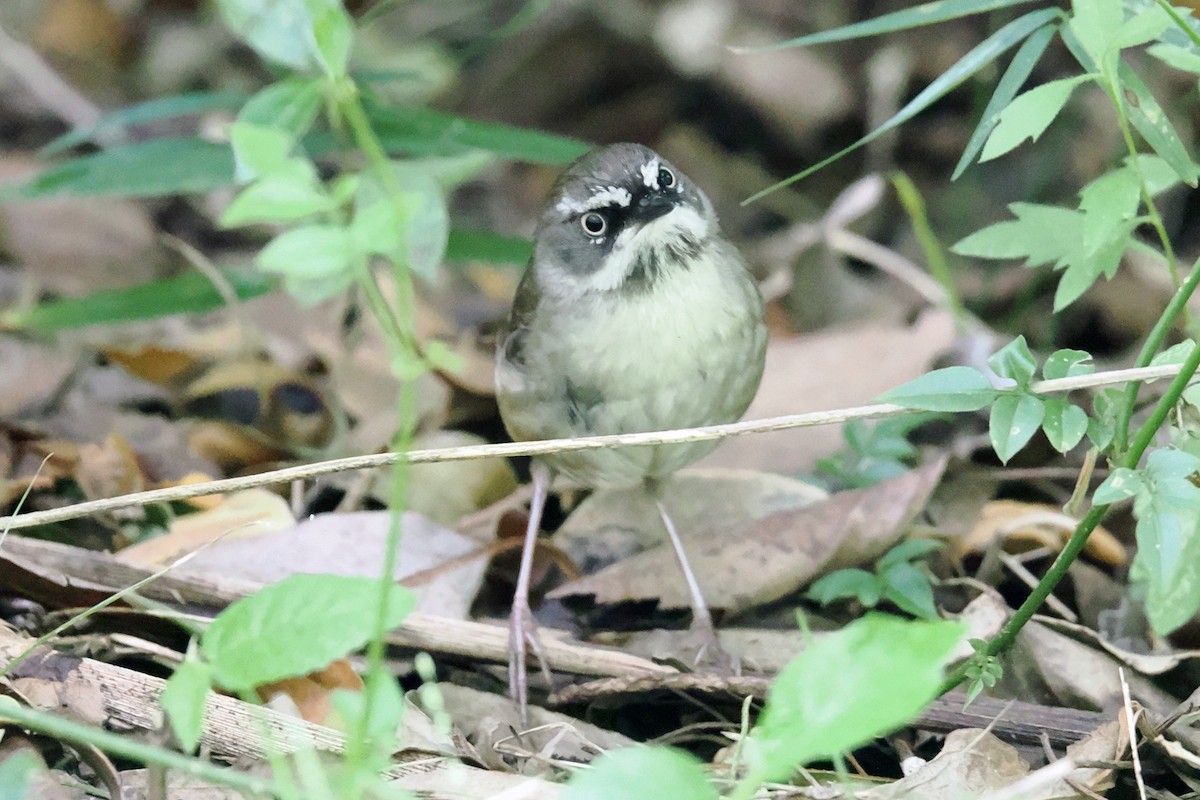 White-browed Scrubwren - ML646718798