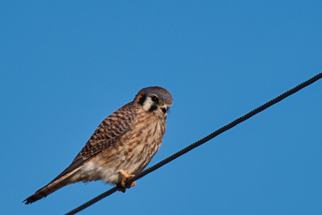 American Kestrel - ML646718799