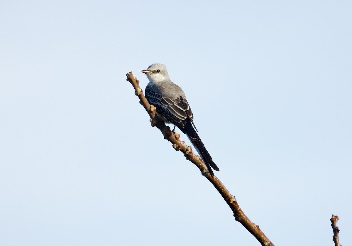 Scissor-tailed Flycatcher - ML646718800