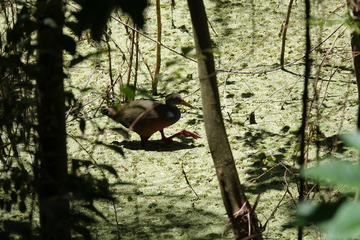 Gray-cowled Wood-Rail - ML646718801