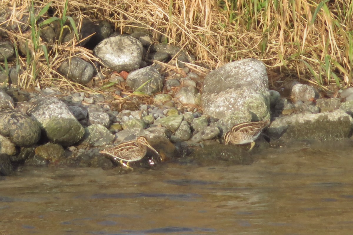 Common Snipe - ML646718809