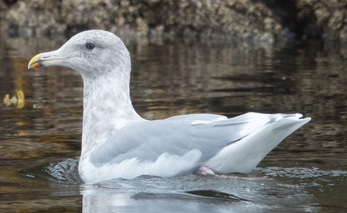 Glaucous-winged Gull - ML646718813