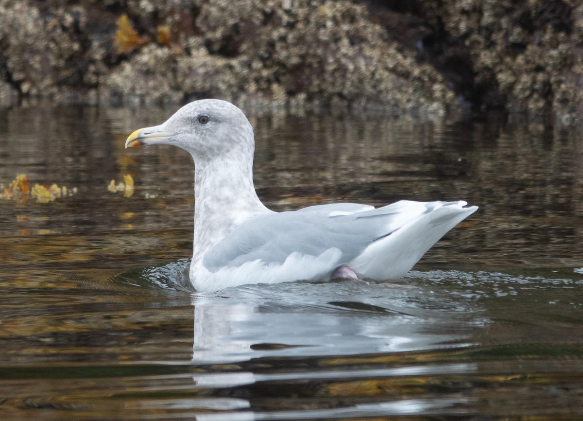 Glaucous-winged Gull - ML646718814