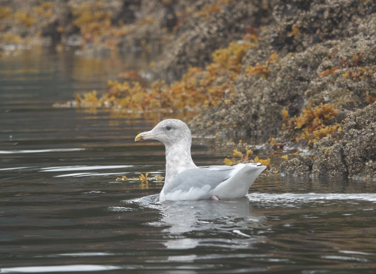Glaucous-winged Gull - ML646718815