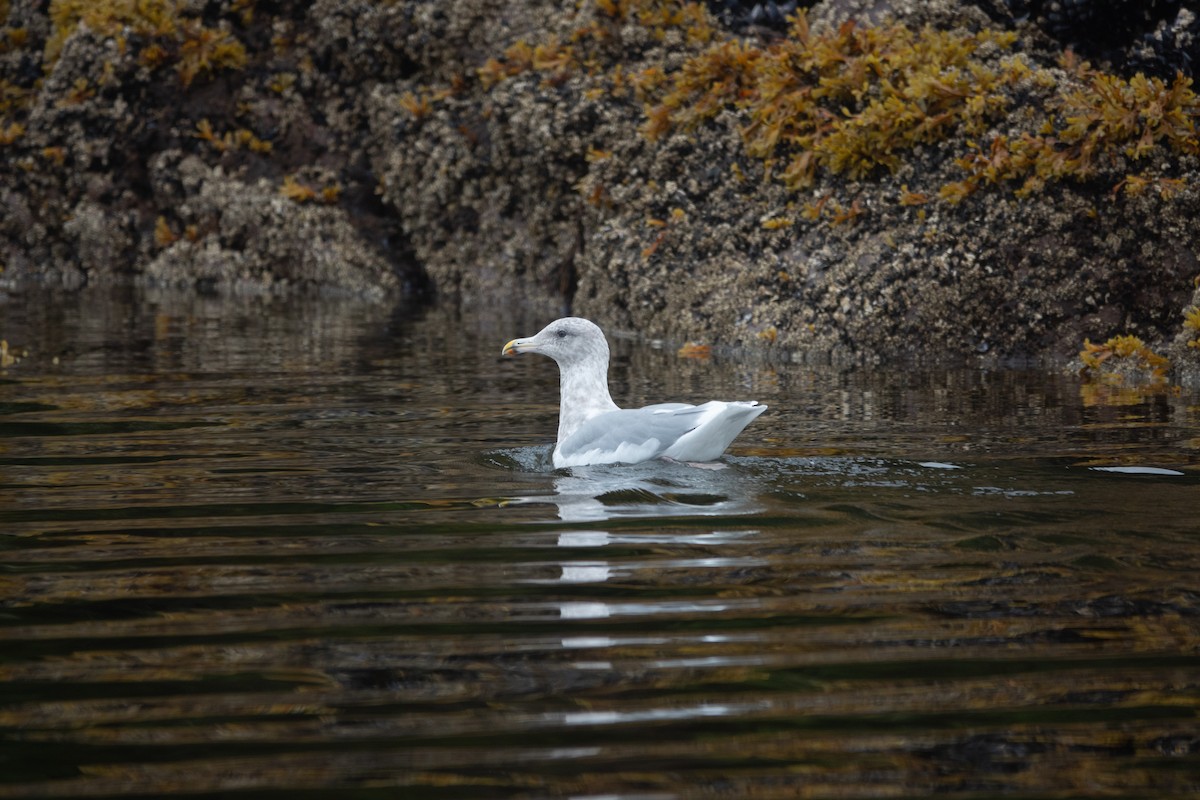 Glaucous-winged Gull - ML646718817
