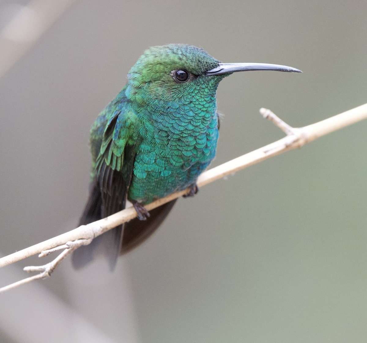 White-vented Plumeleteer - ML646718818