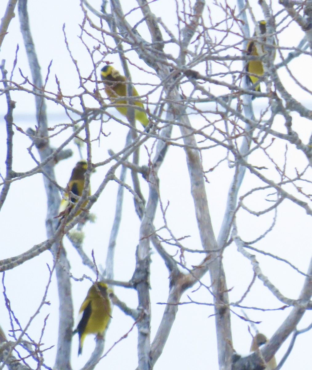Evening Grosbeak - ML646718820