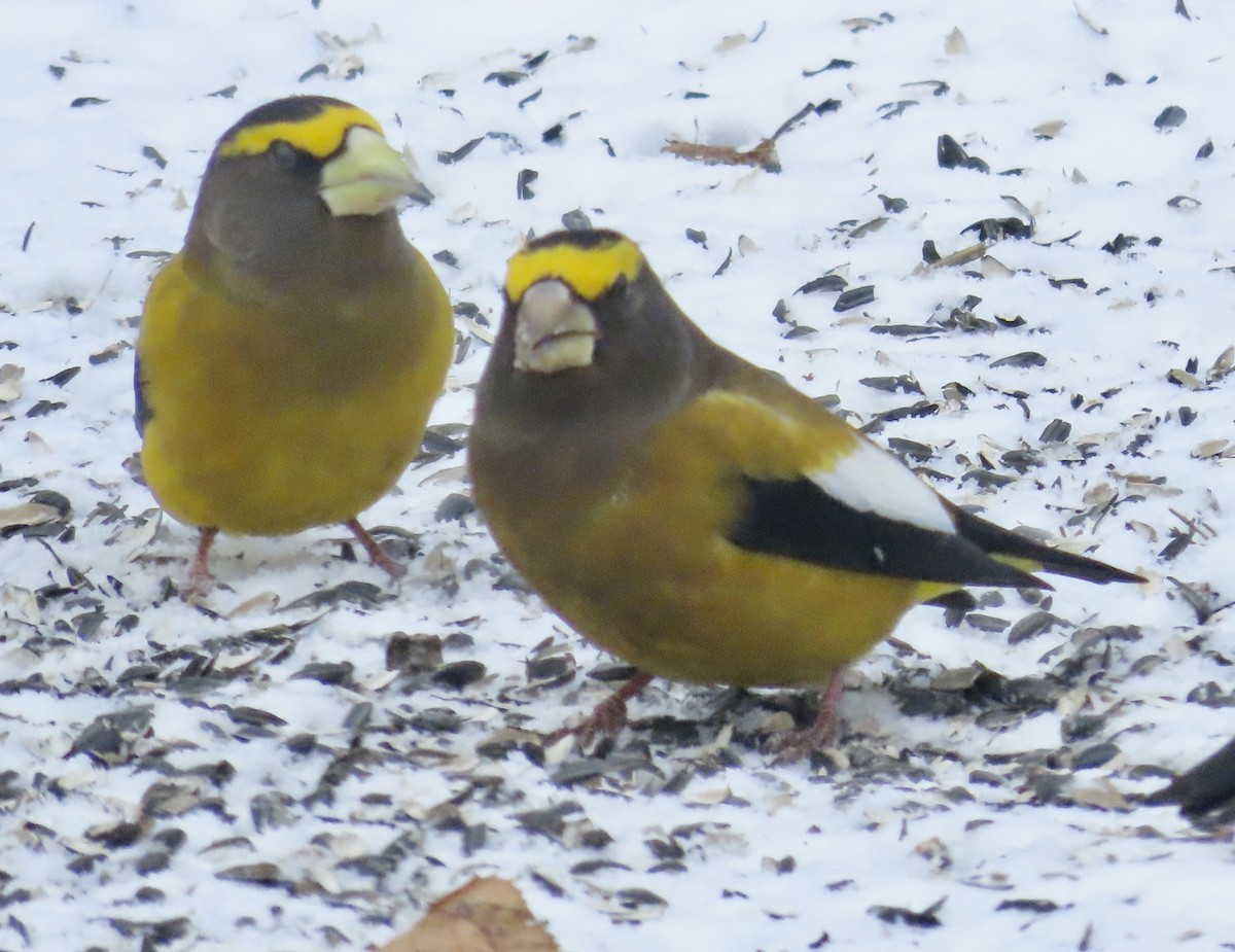 Evening Grosbeak - ML646718821