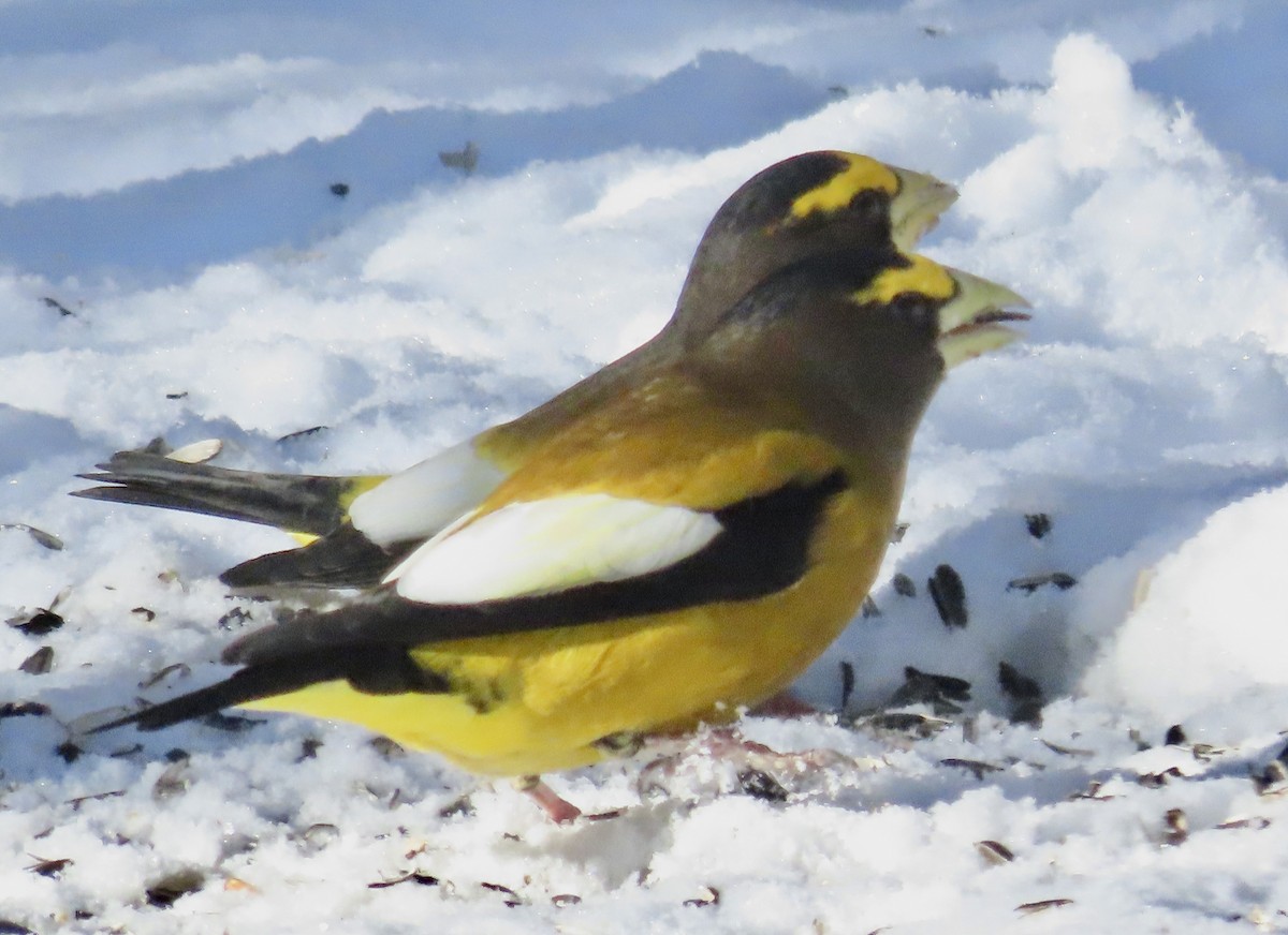 Evening Grosbeak - ML646718822
