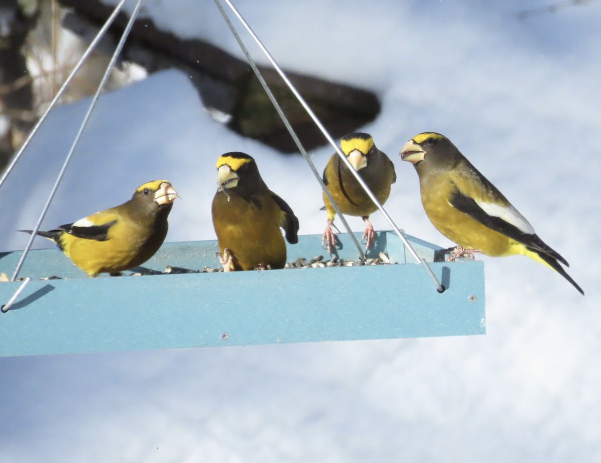 Evening Grosbeak - ML646718823