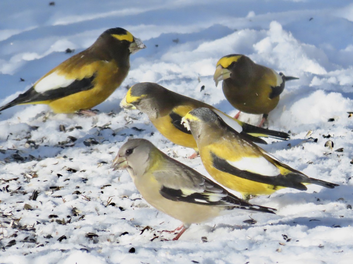 Evening Grosbeak - ML646718824