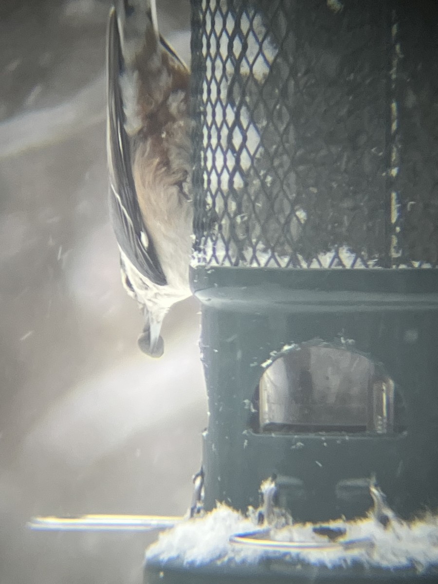 ムナジロゴジュウカラ - ML646718826