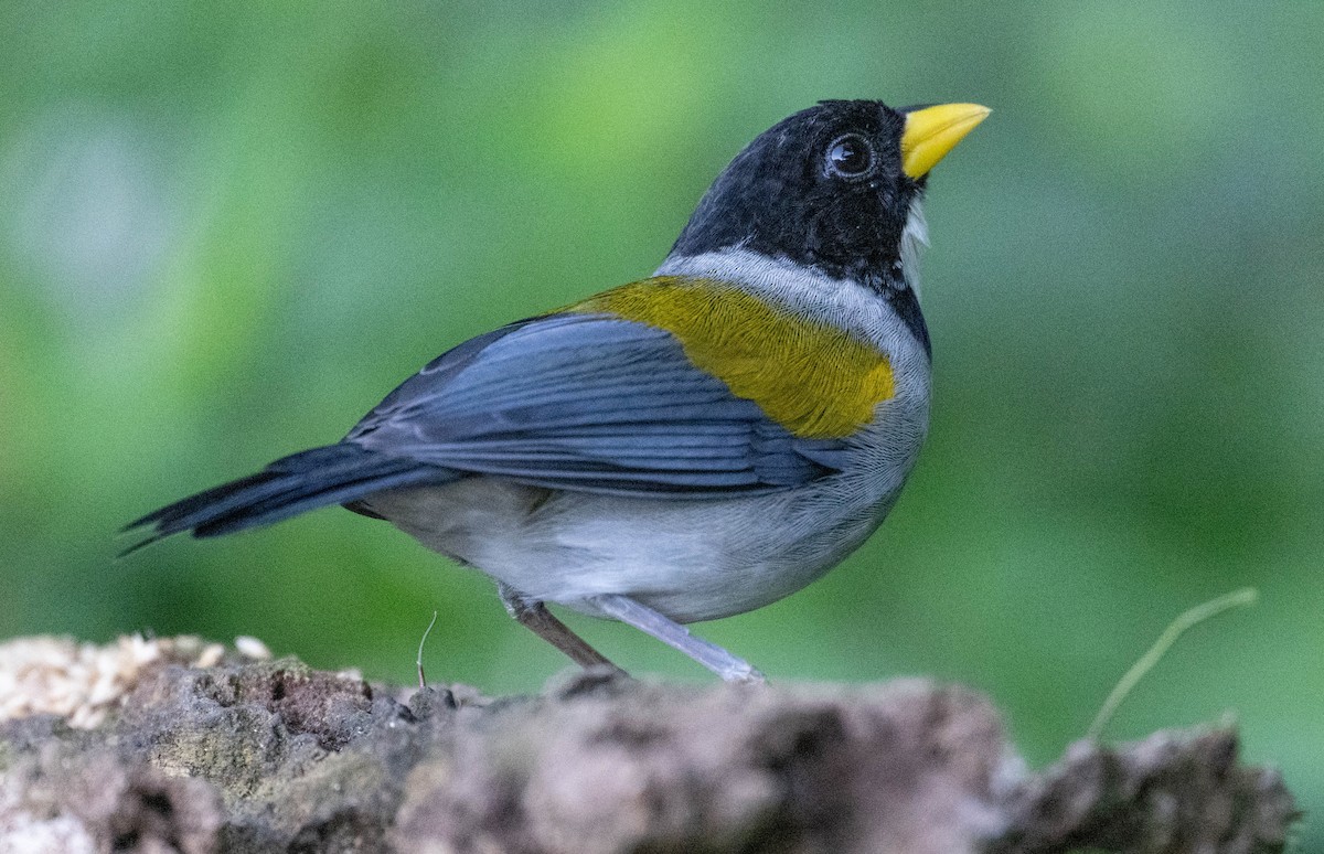 Тихоголос золотокрилий - ML646718828