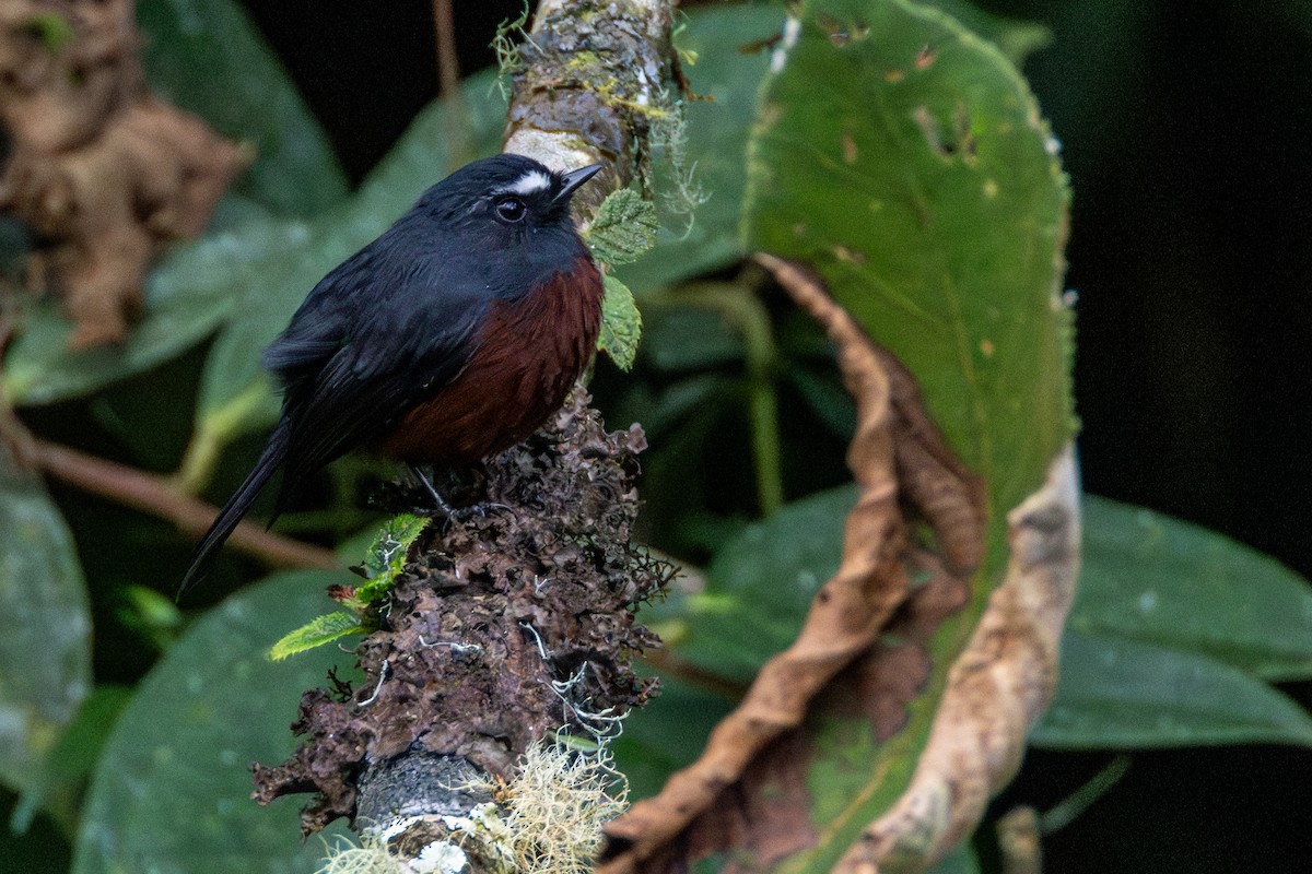 Chestnut-bellied Chat-Tyrant - ML646718838