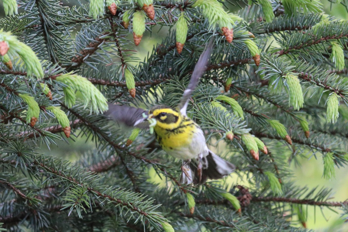 Townsend's Warbler - ML646718839