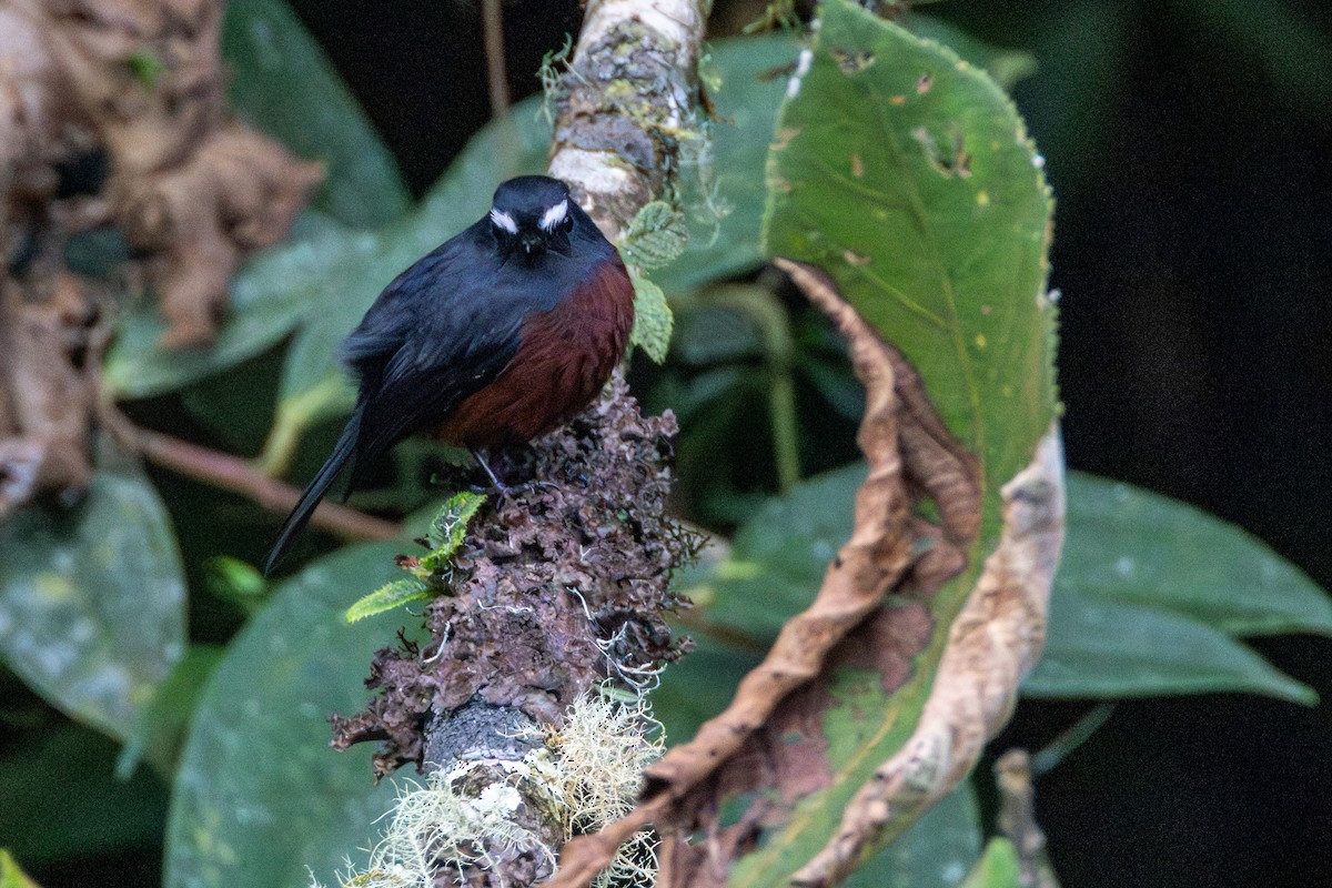 Chestnut-bellied Chat-Tyrant - ML646718840
