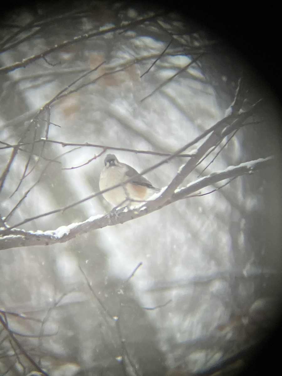 エボシガラ - ML646718852