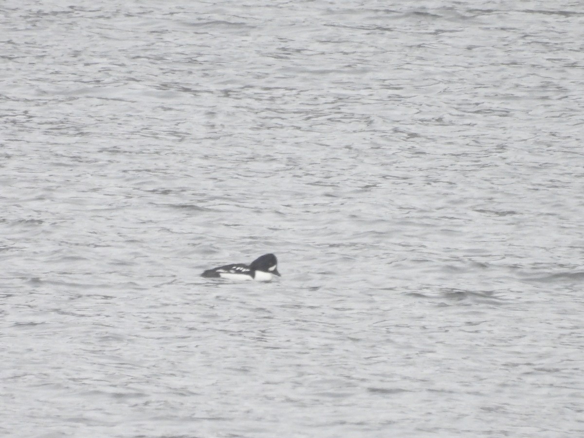 Barrow's Goldeneye - ML646718854