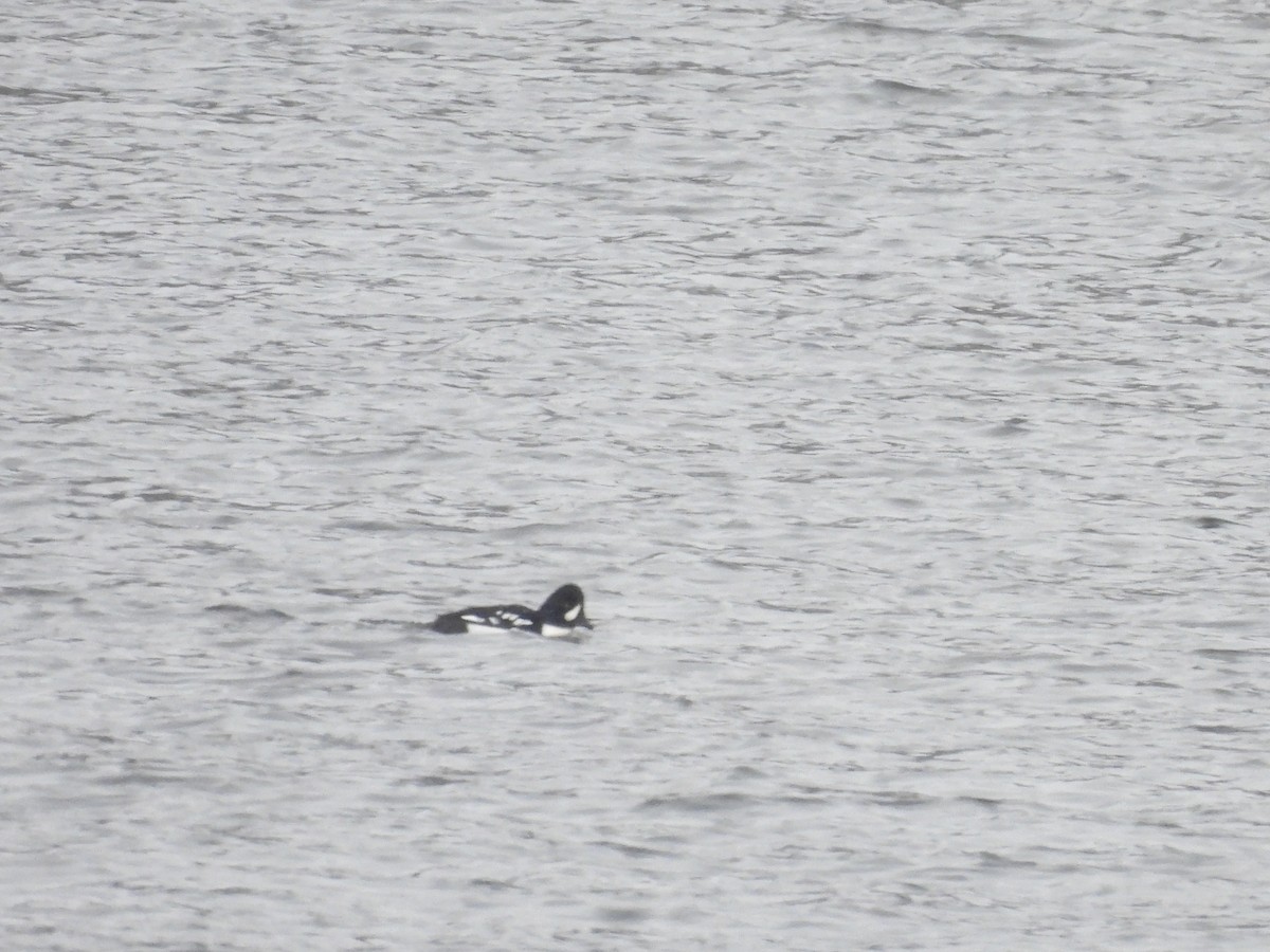 Barrow's Goldeneye - ML646718855