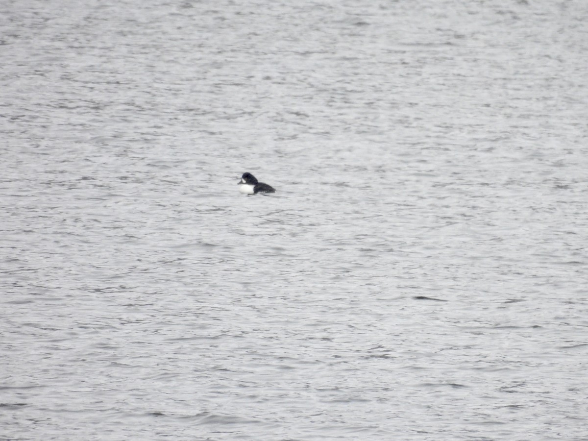 キタホオジロガモ - ML646718856