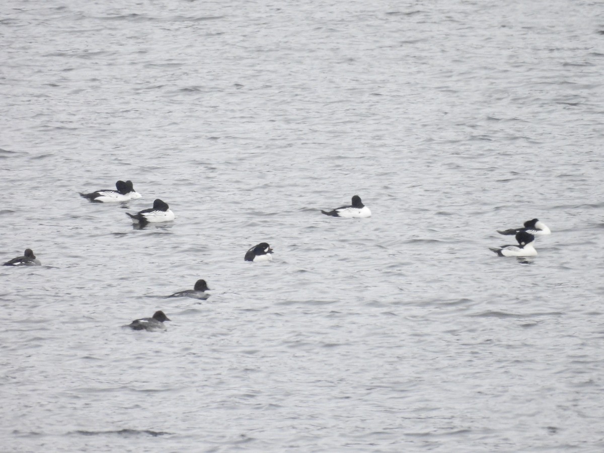 Barrow's Goldeneye - ML646718858