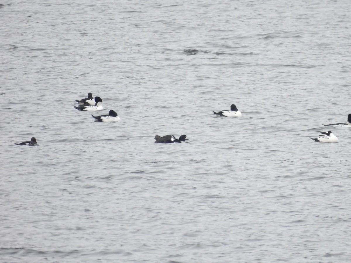 Barrow's Goldeneye - ML646718859