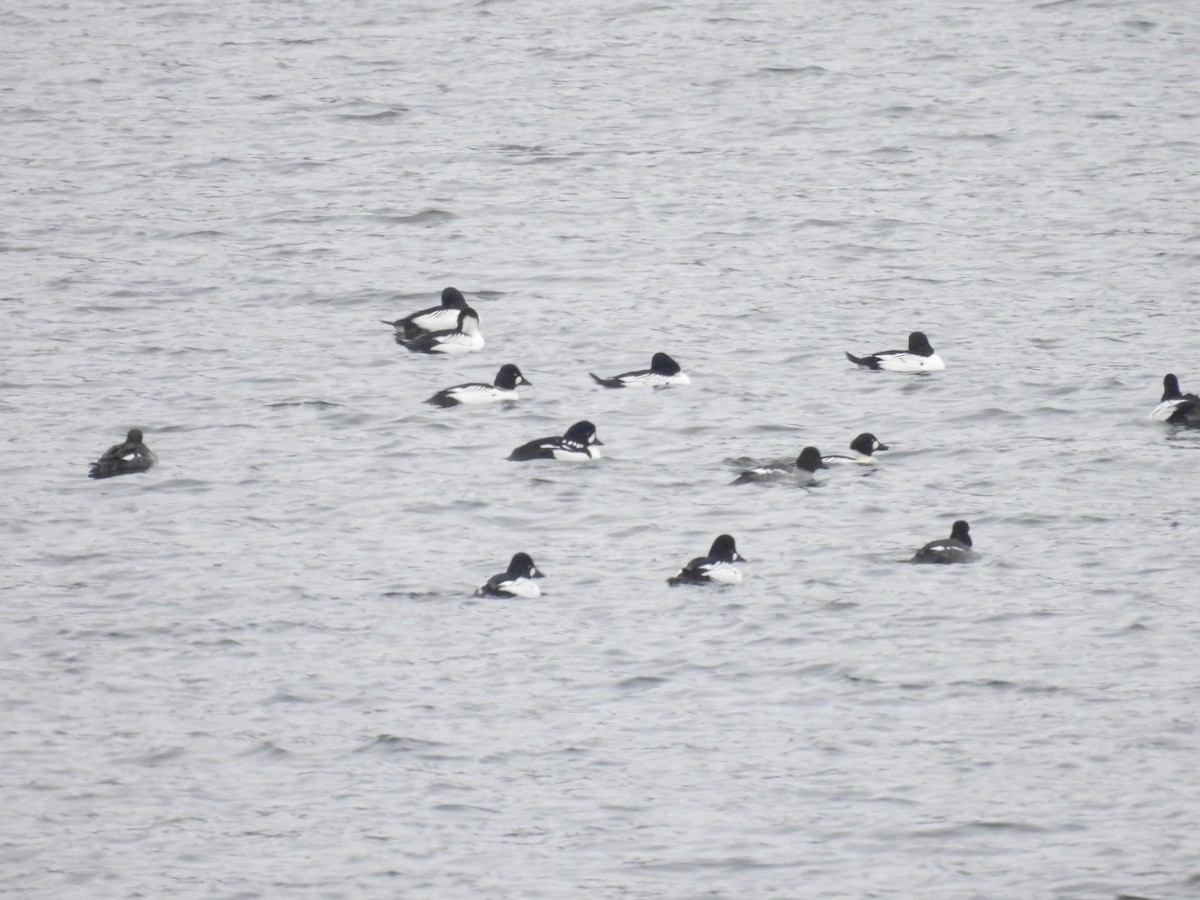 Barrow's Goldeneye - ML646718860
