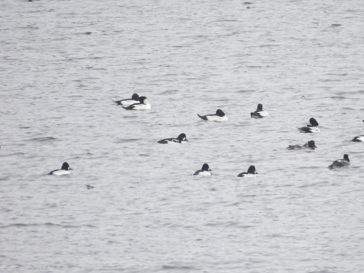 Barrow's Goldeneye - ML646718861