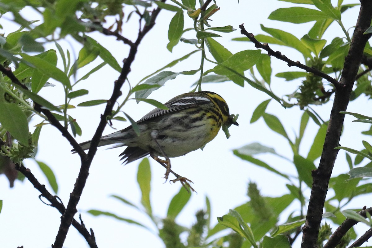 Townsend's Warbler - ML646718862