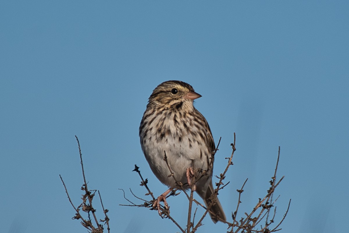 Savannah Serçesi - ML646718863