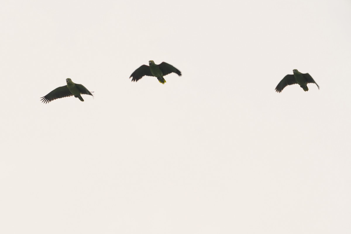 Yellow-crowned Amazon - ML646718864