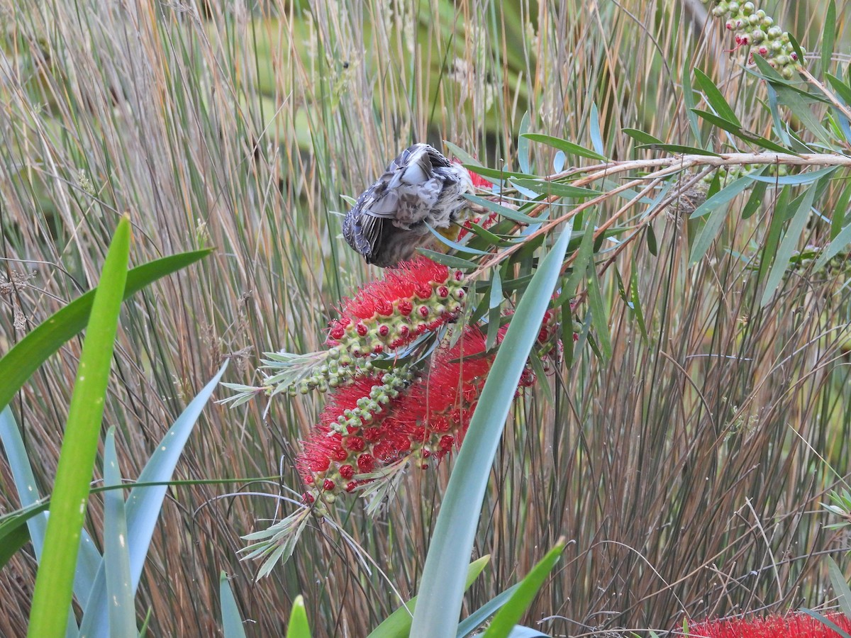 Rotlappen-Honigfresser - ML646718873