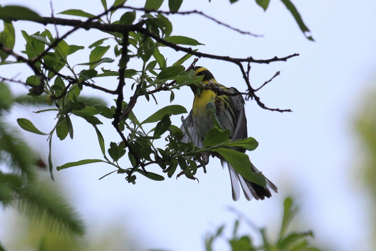 Townsend's Warbler - ML646718874