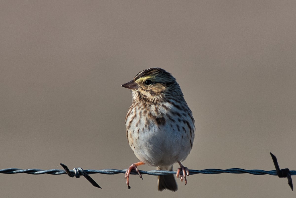 Savannah Serçesi - ML646718879