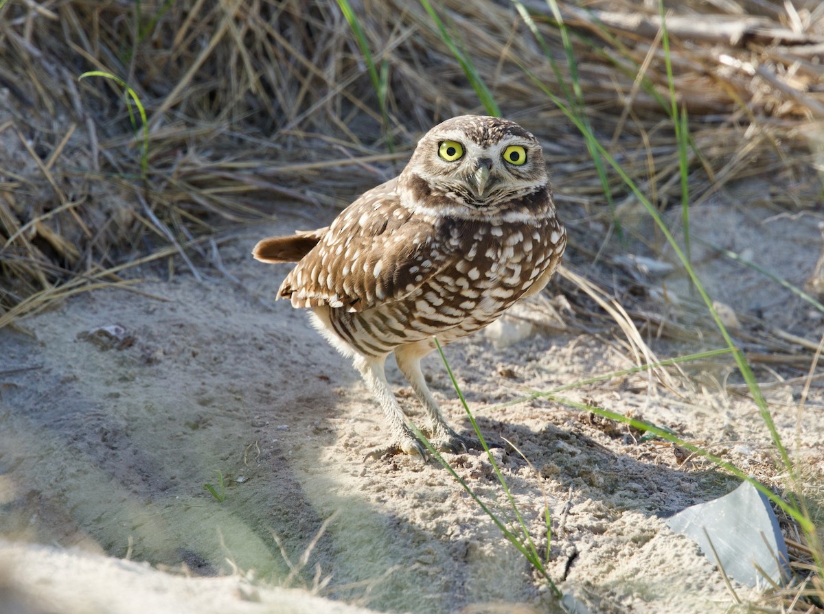 アナホリフクロウ - ML646718880