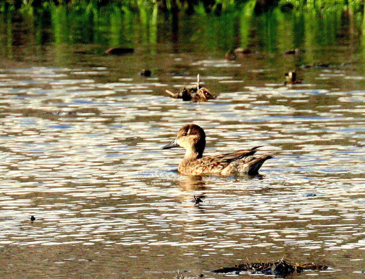 Zertzeta arrunta - ML646718881