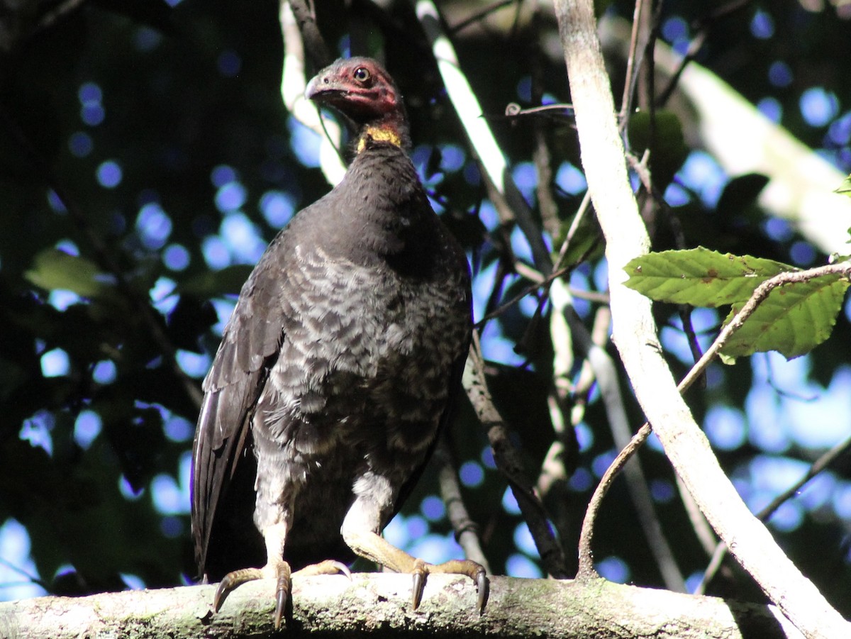 Australian Brushturkey - ML646718884