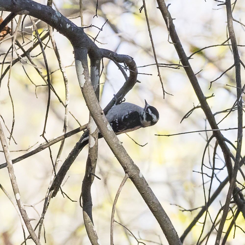 Downy Woodpecker - ML646718886