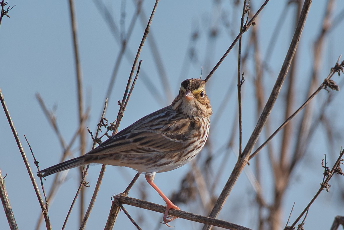 Savannah Serçesi - ML646718887