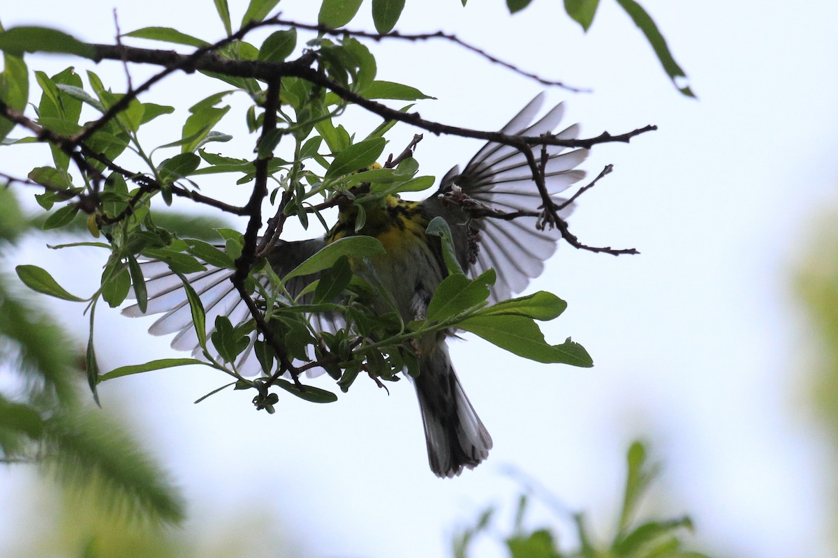 Townsend's Warbler - ML646718888