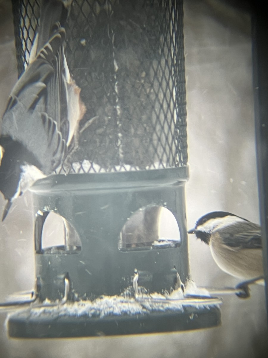 アメリカコガラ - ML646718891